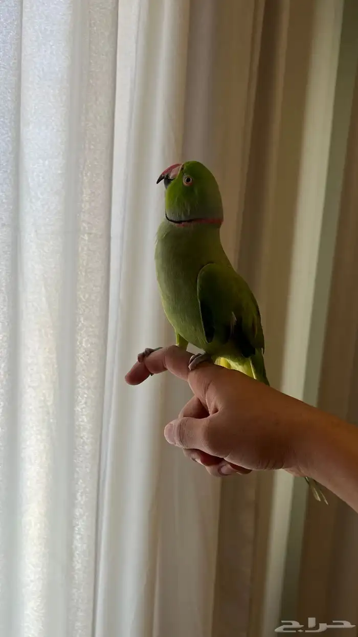 ببغاء ( اليف) ومتكلم ذكر 0