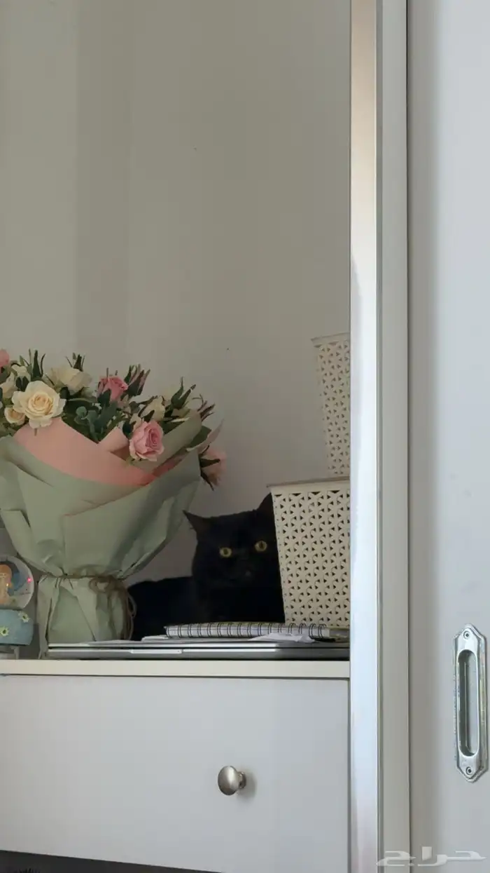 ذكر سكوتش طالب تزاوج 2