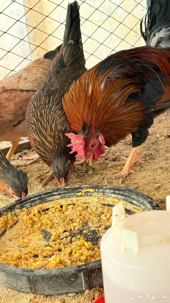 دجاج عربي افرق تاج مستوى فاخرر 2