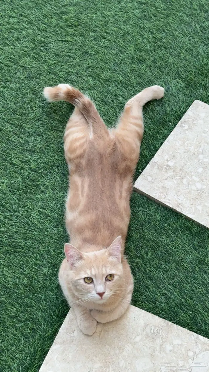 قطط ذكور طالبين تزاوج للتبني 3