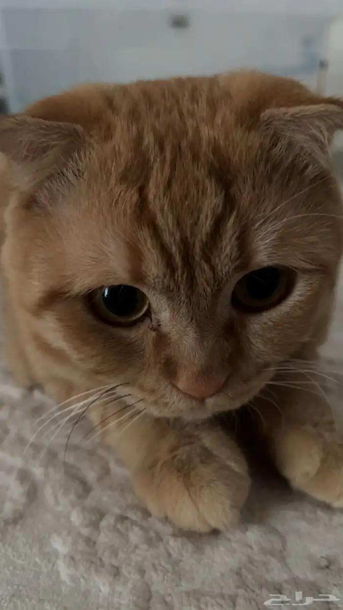 سكوتش عمره سنه ضائع في حي الواحه او التوفيق او السامر 0