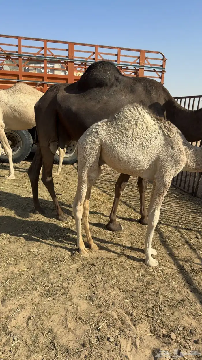 عشرا مجهم تحتها قعود 4