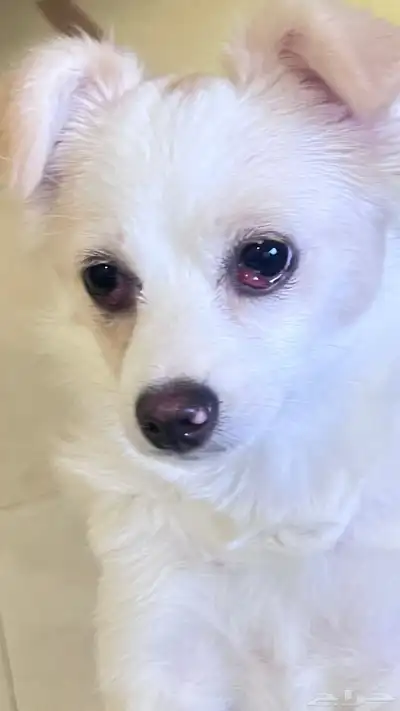 للتبنى كلبة جربفون فرنساوى index