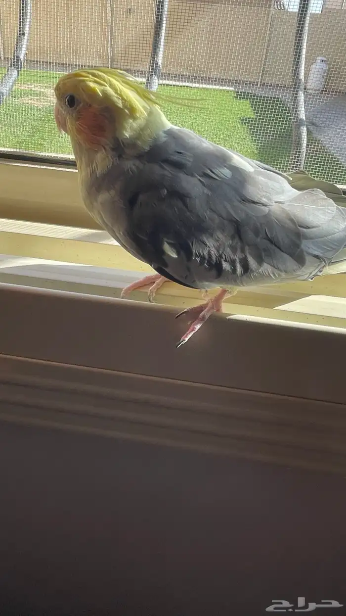 كروان جامبو الييف يعرف يفتح القفص من نفسه 2