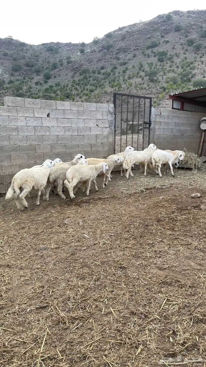 خرفان حريات للبيع 1