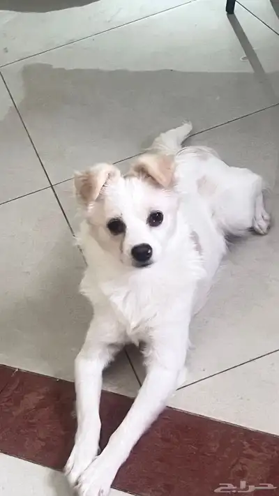 للتبنى كلبة جربفون فرنساوى index