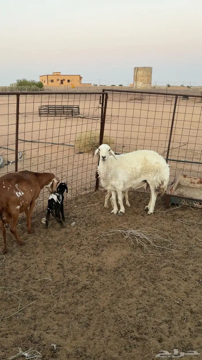 غنم خلفات 6