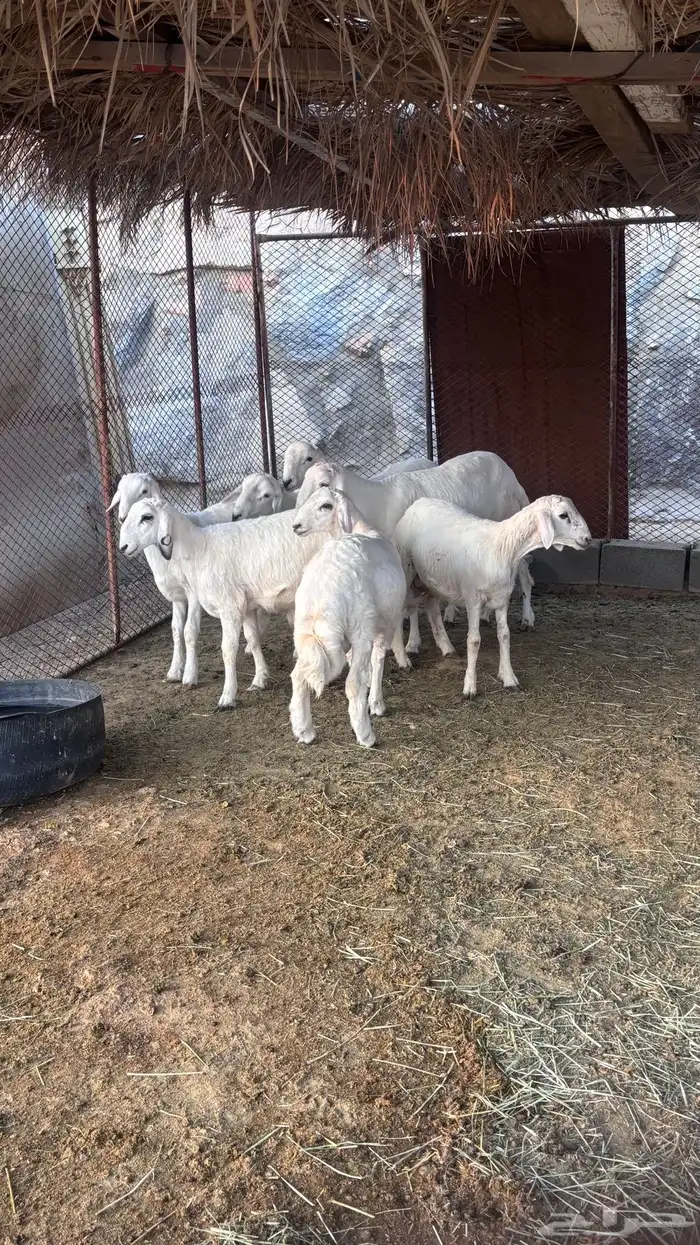 الحلال النظيففف وشرط بسعر خاص 0