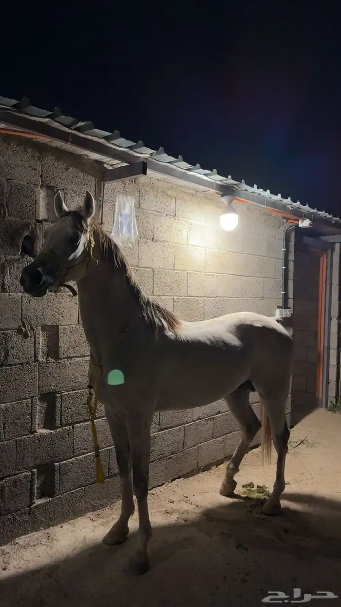 حصان كفو للبيع 2