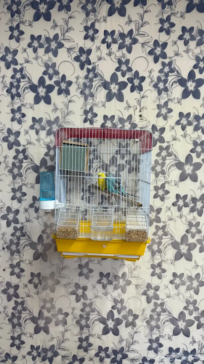 طيور الحب باددجي زوج مع كل ملحقاته 0