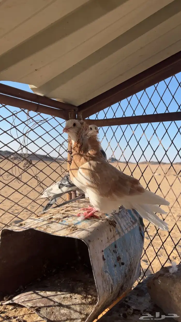 حمام للبيع 5