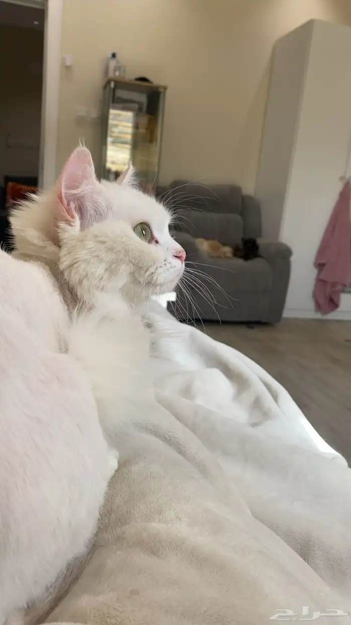 قطه انثى سليمه للتبني في ابها وماجاورها 1