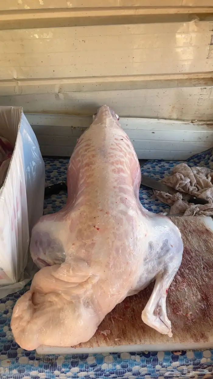 ذبايح للبيع صلخ وتوصيل 2