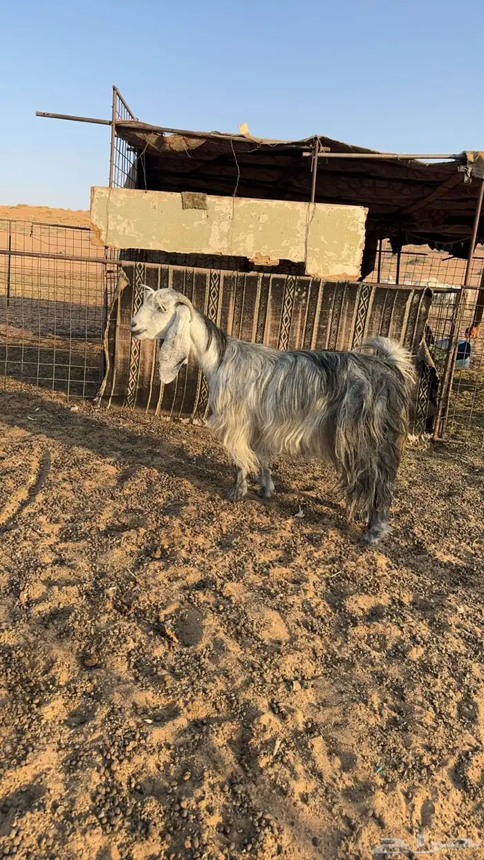 عنز رباع شبب وطيبه 0