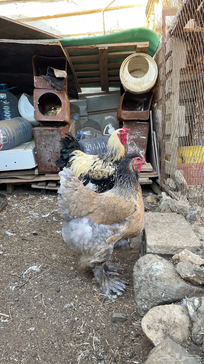 دجاج براهما مستوى تب 2