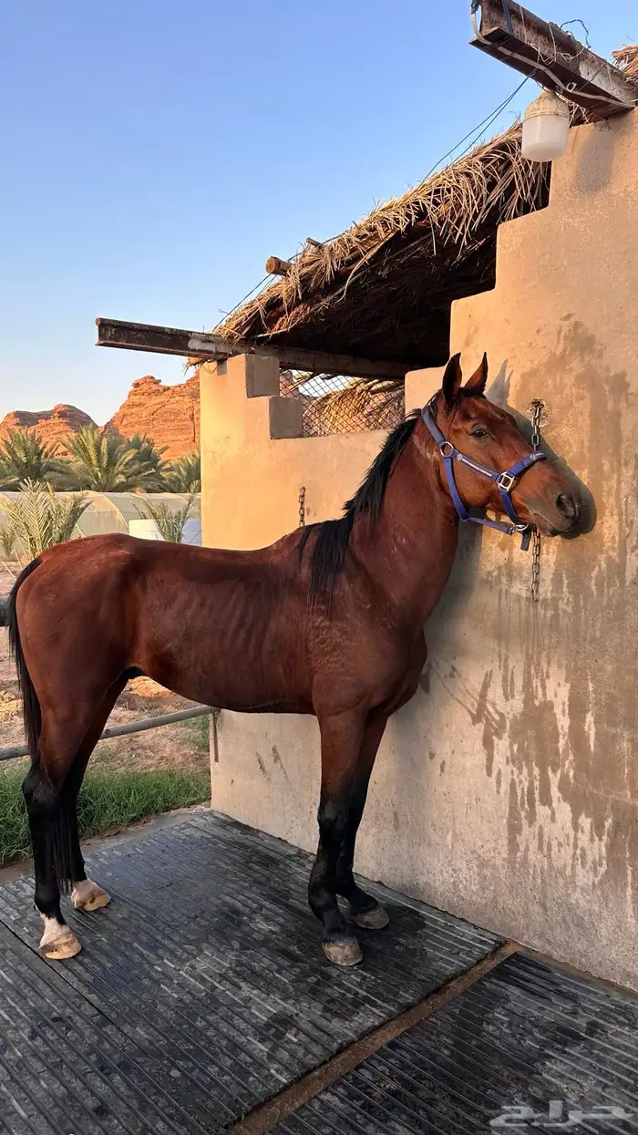 حصان جزيري 0