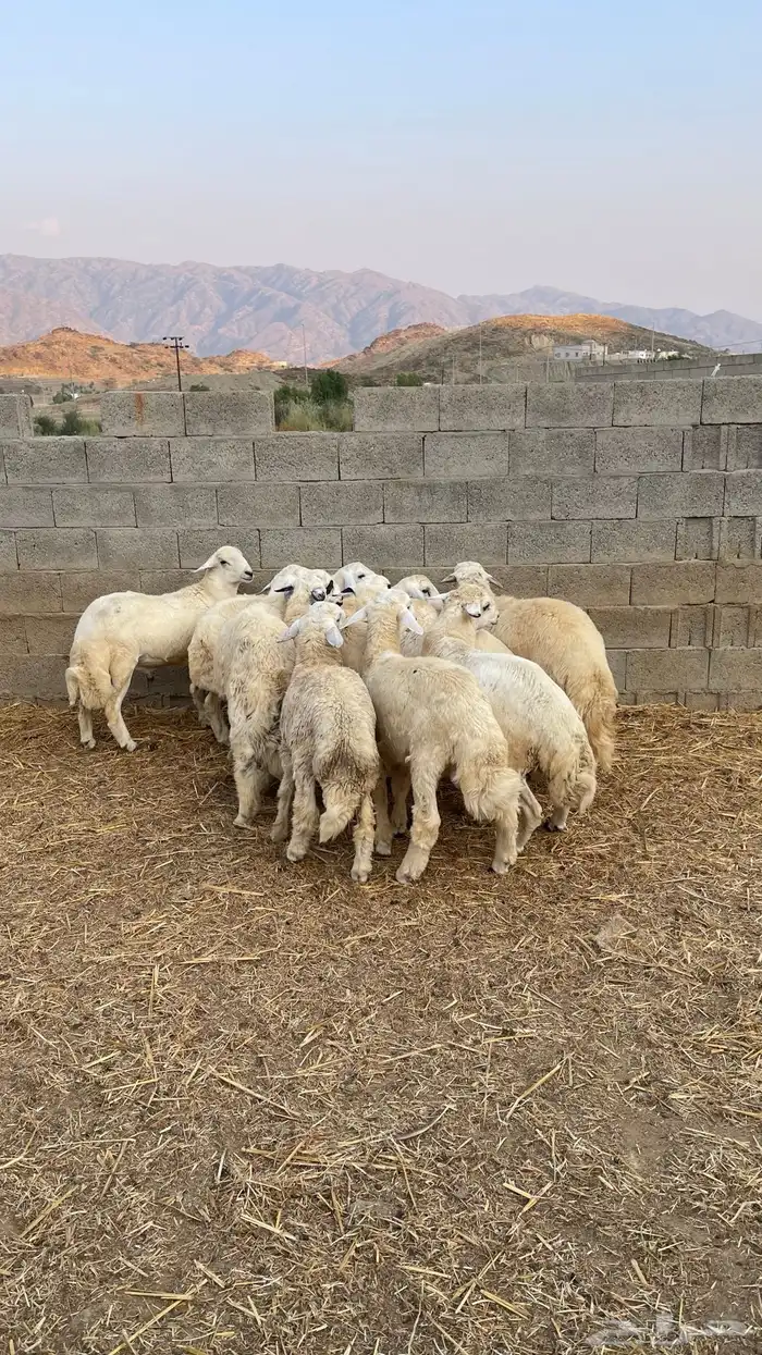 خرفان حريات للبيع 3