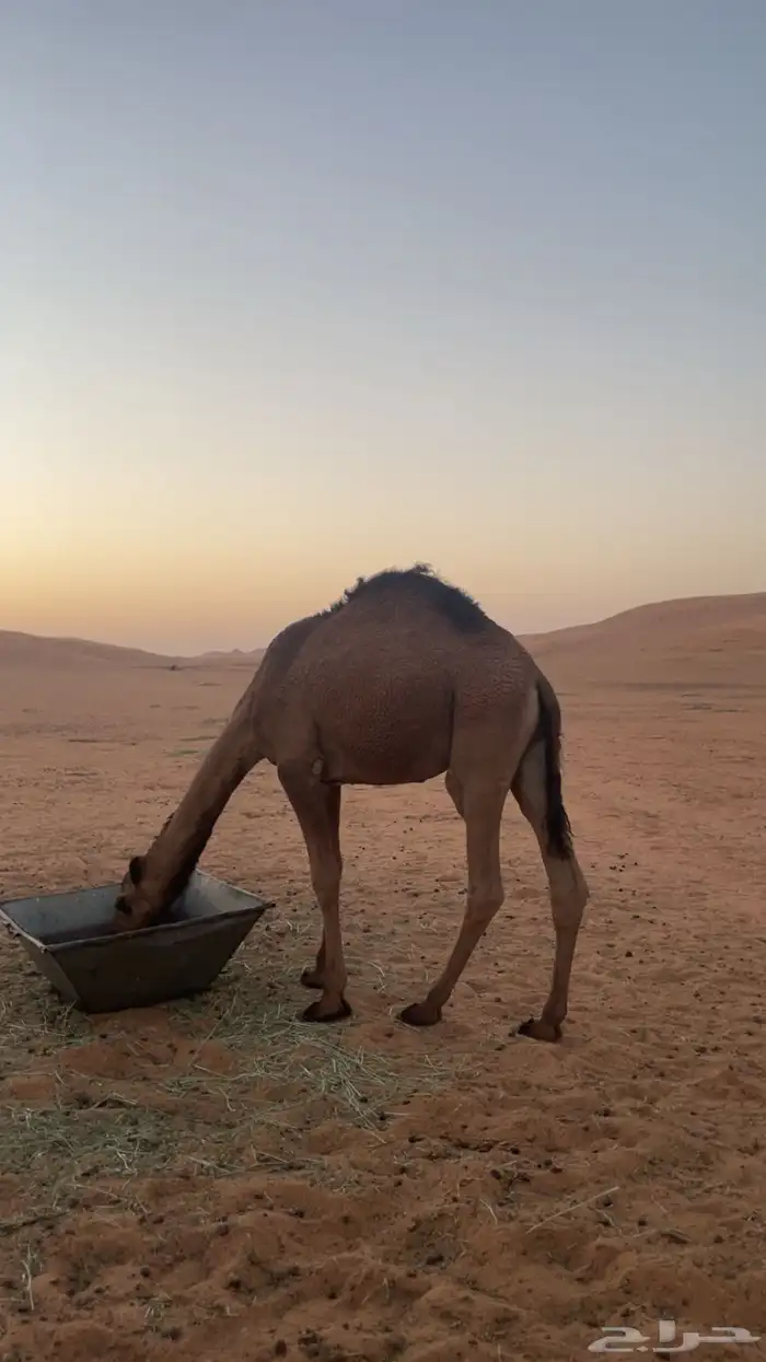 السلام عليكم حاشي العمر ماكمل سنتين التواصل واتس 2