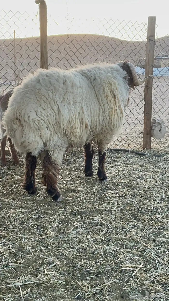 فحل نعيم للبيع 7