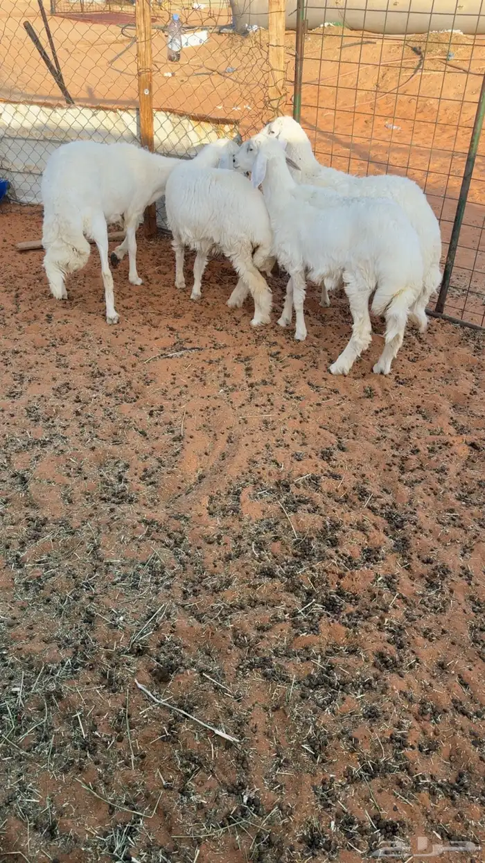 3 طليان ورخل حريات مغلقه 2