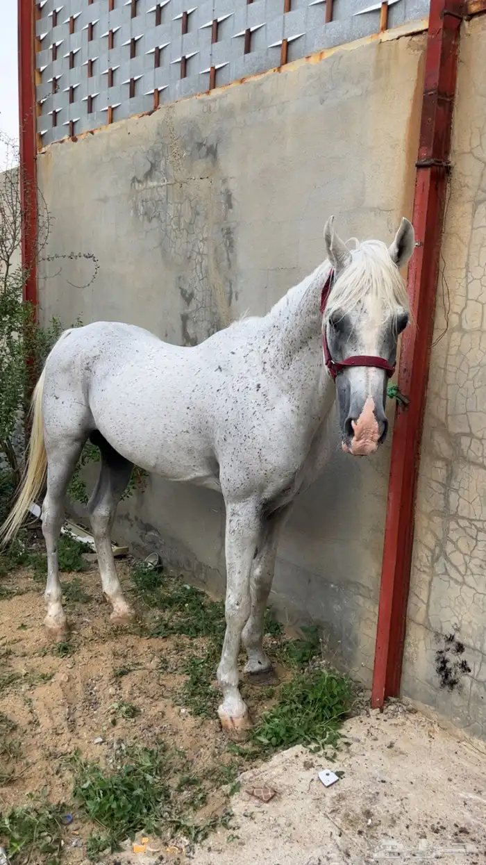 حصان عربي 2