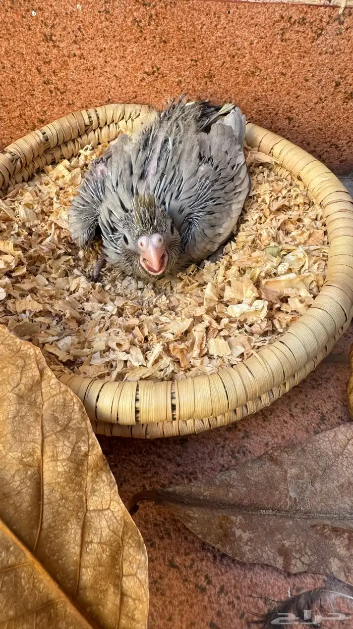 كروان ايميرالد شي فاخر من الاخر عشاق النوادر والغر 2