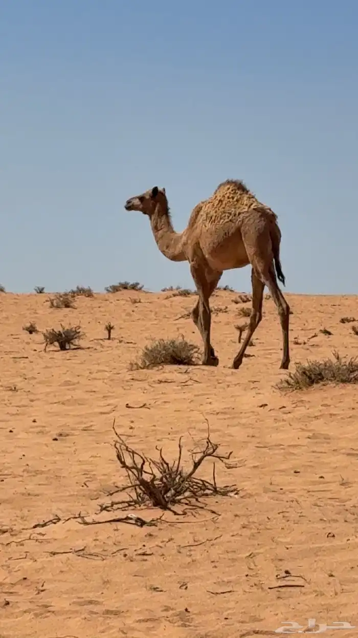 بكره بنت قناد الاحيمر 0