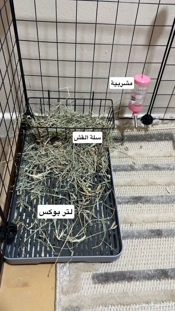 ارنب هولاند لوب 0