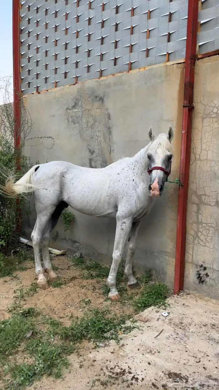 حصان عربي 1