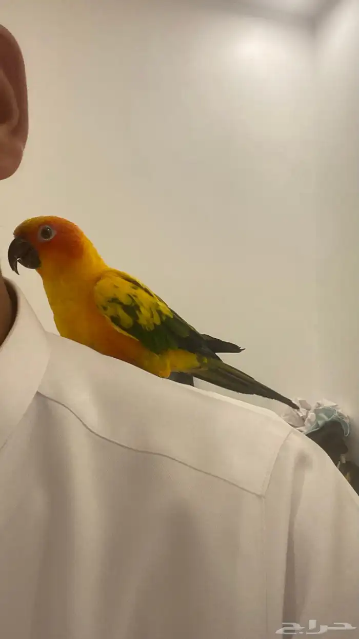 ببغاء صن كنيور ضايعع 0