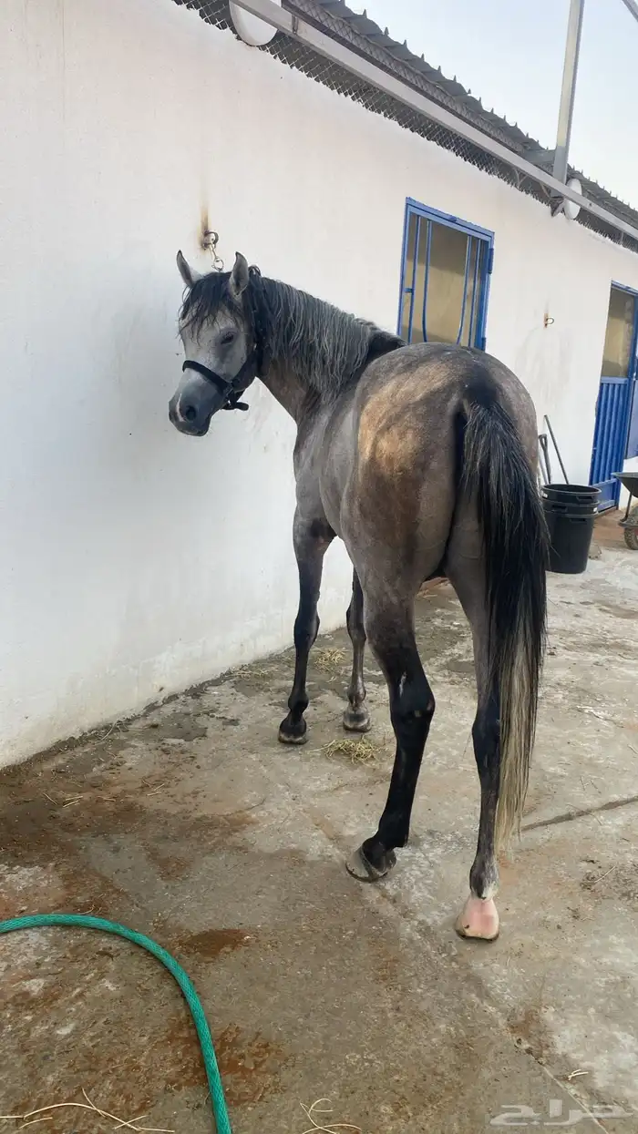 مربط السلطان 1