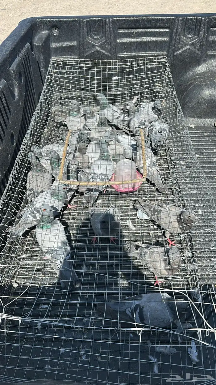 للبيع حمام بري 0