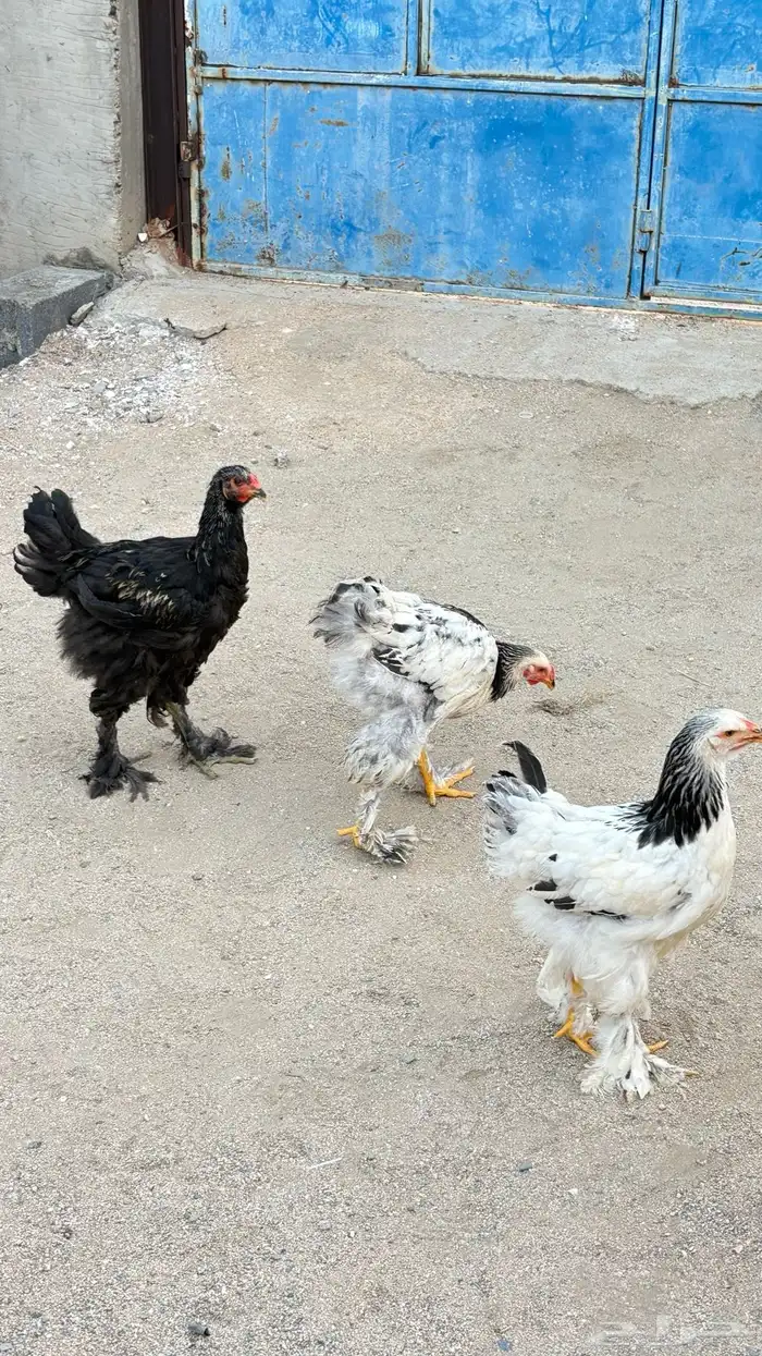 دجاج براهما 2
