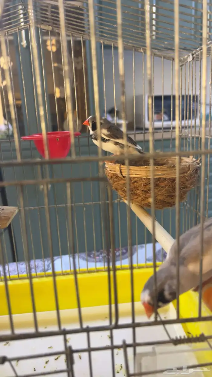 طيور زيبرا فينش للبيع ذكر وأنثى 2