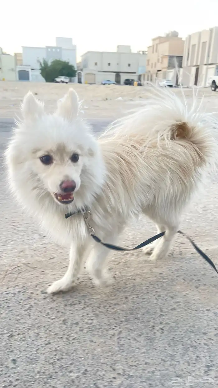 للبيع كلب مالتيز 0