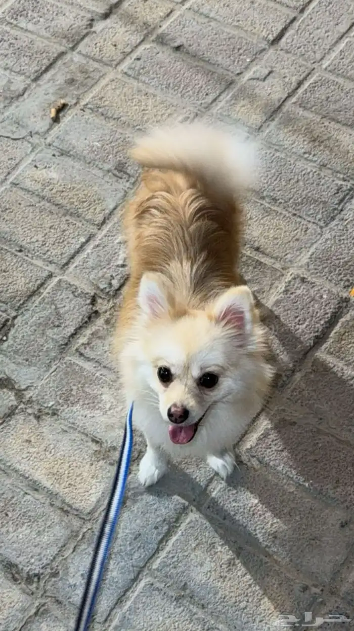 كلبه بومرينيان 8