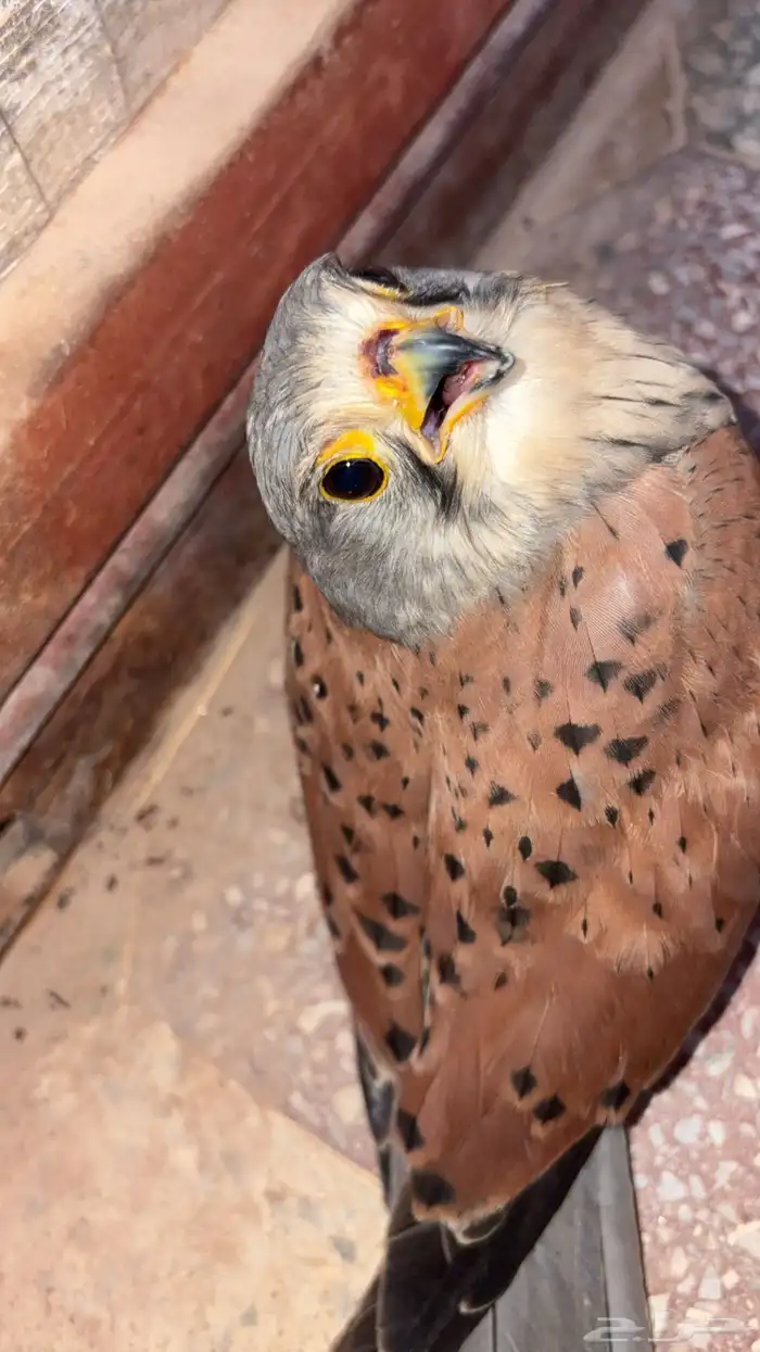 باشق وحش 1