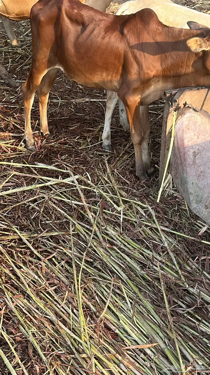 عجالة بلدي لبنيات عدد أربعة للبيع 3