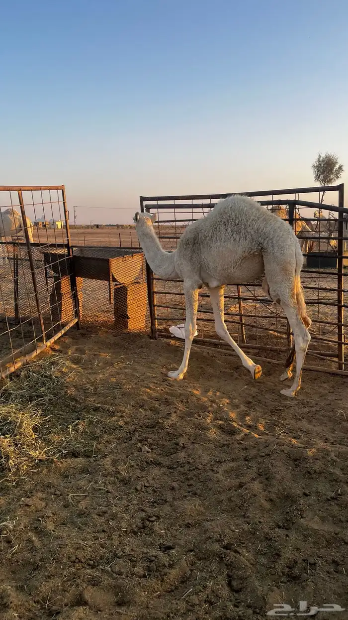 حواره لبانيه على جميع الشروط 1