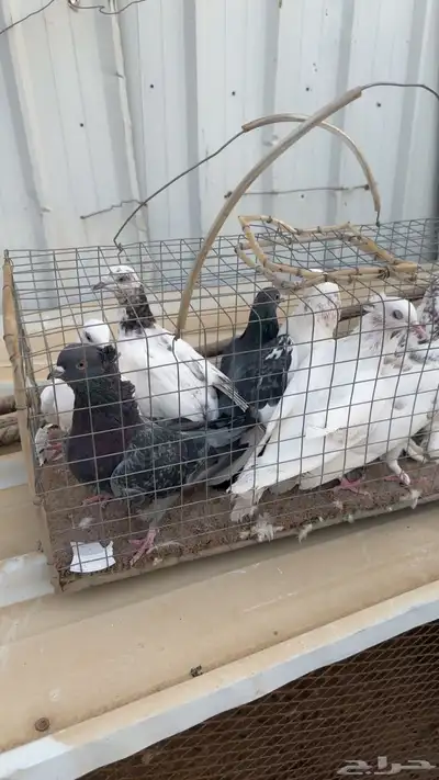 حمام مشكل index