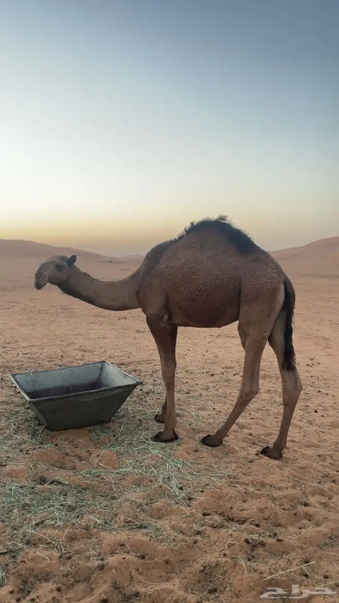 السلام عليكم حاشي العمر ماكمل سنتين التواصل واتس 1