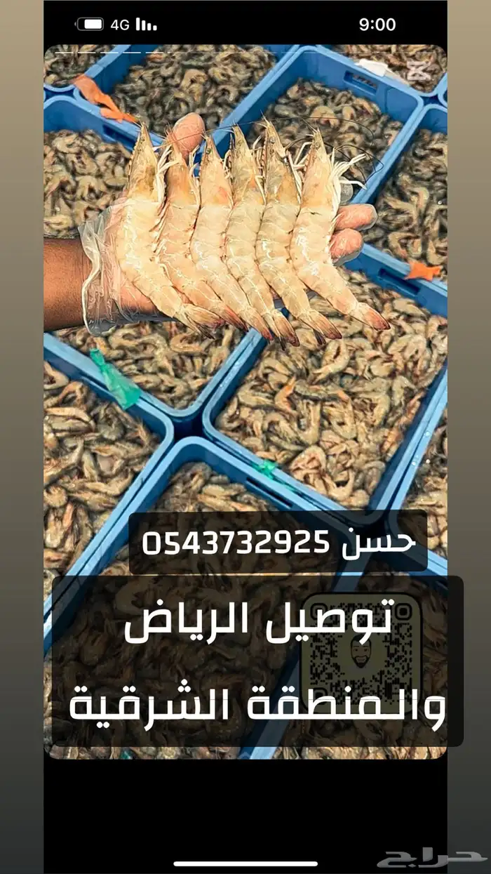 روبيان وسط ممتازب450روبيان32كيلو فرخ جامبو ب999الرياض الخبر 1