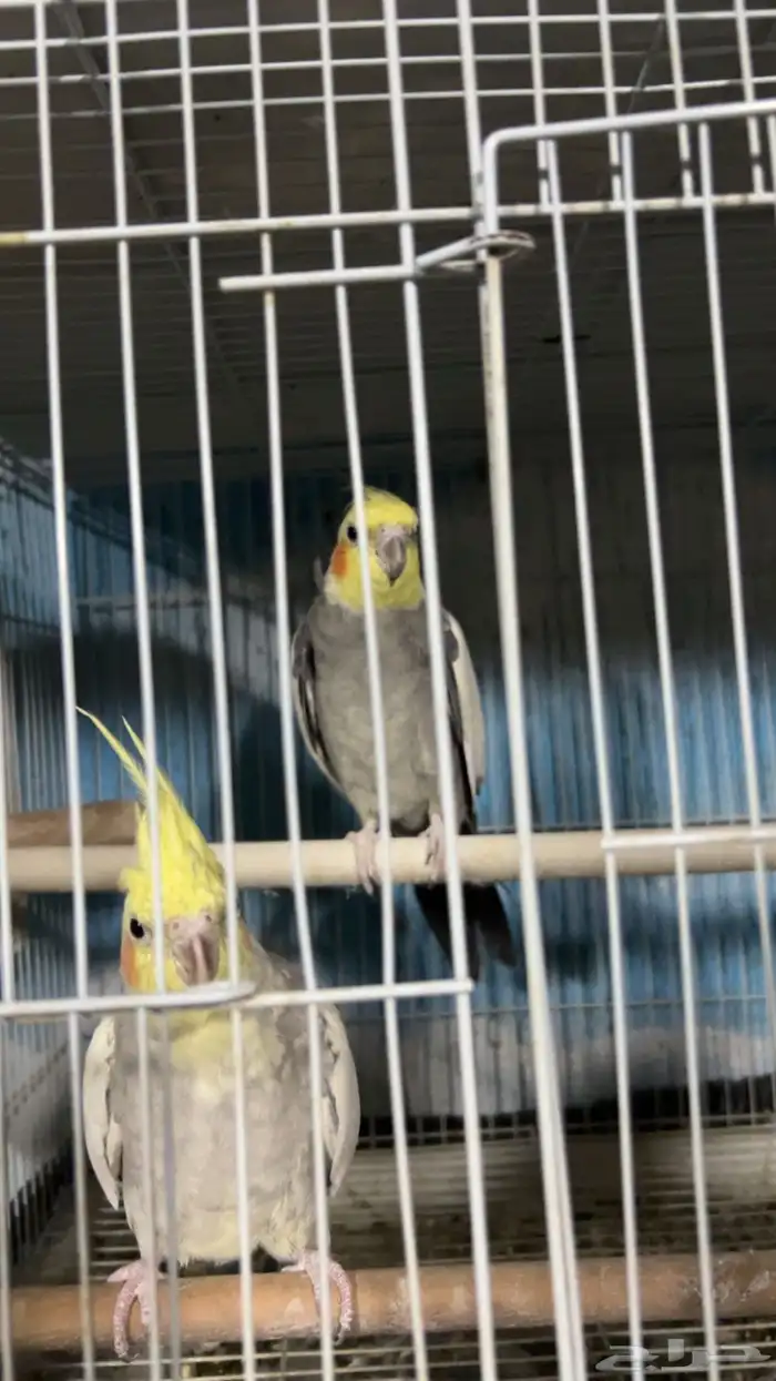 زوج كروان منتج 1