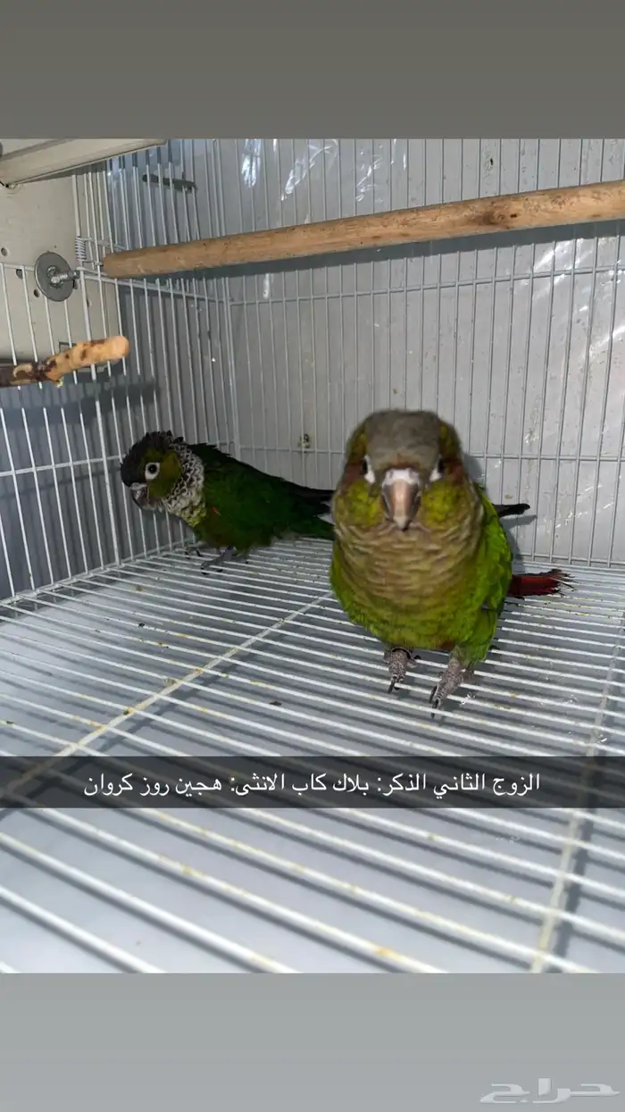 (3) ازواج كنيور 1