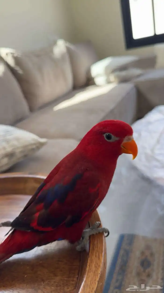 رد لوري اليف متكلم 0