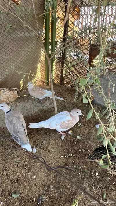 قمري هولندي للبيع 0