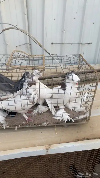 حمام مشكل index