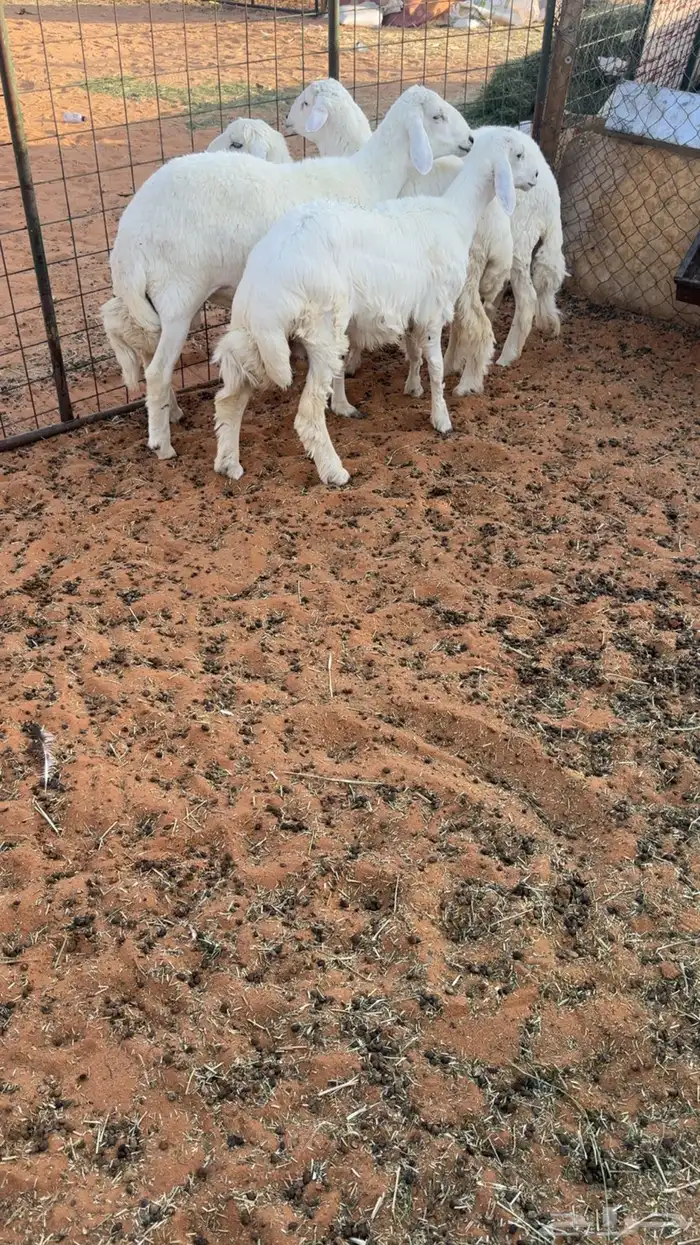 3 طليان ورخل حريات مغلقه 3