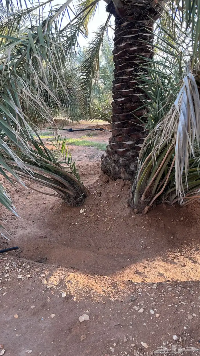 فروخ نخيل للبيع 2