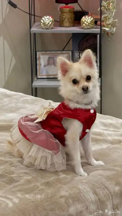 كلبه بومرينيان index